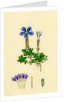 Gentiana Verna Spring Gentian by Anonymous
