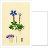 Gentiana Verna Spring Gentian by Anonymous