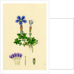 Gentiana Verna Spring Gentian by Anonymous
