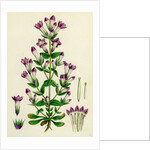 Gentiana Germanica German Gentian by Anonymous