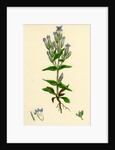 Gentiana Campestris Field Gentian by Anonymous