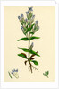 Gentiana Campestris Field Gentian by Anonymous