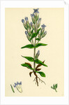Gentiana Campestris Field Gentian by Anonymous