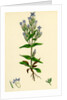 Gentiana Campestris Field Gentian by Anonymous