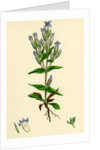 Gentiana Campestris Field Gentian by Anonymous