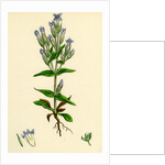 Gentiana Campestris Field Gentian by Anonymous