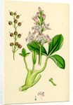 Menyanthes Trifoliata Common Buckbean by Anonymous