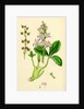 Menyanthes Trifoliata Common Buckbean by Anonymous