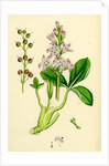Menyanthes Trifoliata Common Buckbean by Anonymous