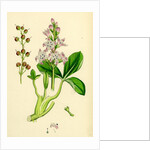 Menyanthes Trifoliata Common Buckbean by Anonymous