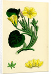 Limnanthemum Nymphaeoides Round-Leaved Buckbean by Anonymous