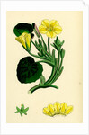 Limnanthemum Nymphaeoides Round-Leaved Buckbean by Anonymous