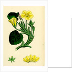 Limnanthemum Nymphaeoides Round-Leaved Buckbean by Anonymous