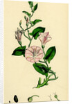 Convolvulus Arvensis Small Bindweed by Anonymous
