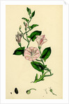 Convolvulus Arvensis Small Bindweed by Anonymous