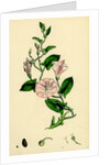 Convolvulus Arvensis Small Bindweed by Anonymous