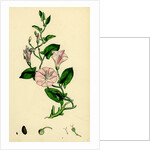 Convolvulus Arvensis Small Bindweed by Anonymous