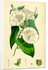 Convolvulus Sepium Great Bindweed by Anonymous