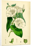 Convolvulus Sepium Great Bindweed by Anonymous
