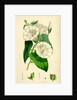 Convolvulus Sepium Great Bindweed by Anonymous