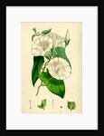 Convolvulus Sepium Great Bindweed by Anonymous