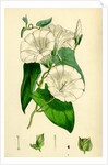 Convolvulus Sepium Great Bindweed by Anonymous
