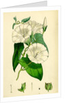 Convolvulus Sepium Great Bindweed by Anonymous
