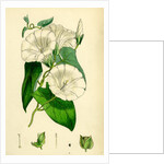 Convolvulus Sepium Great Bindweed by Anonymous