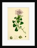 Convolvulus Soldanella Sea Bindweed by Anonymous