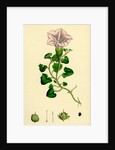 Convolvulus Soldanella Sea Bindweed by Anonymous