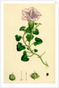 Convolvulus Soldanella Sea Bindweed by Anonymous