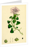 Convolvulus Soldanella Sea Bindweed by Anonymous