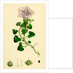 Convolvulus Soldanella Sea Bindweed by Anonymous