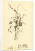 Cuscuta Europaea Greater Dodder by Anonymous