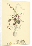 Cuscuta Europaea Greater Dodder by Anonymous
