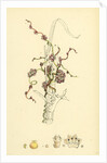 Cuscuta Europaea Greater Dodder by Anonymous