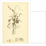 Cuscuta Europaea Greater Dodder by Anonymous