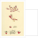 Cuscuta Epithymum Lesser Dodder by Anonymous