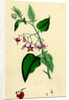 Solanum Dulcamara Woody Nightshade by Anonymous