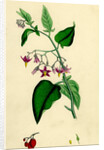 Solanum Dulcamara Woody Nightshade by Anonymous