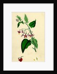 Solanum Dulcamara Woody Nightshade by Anonymous
