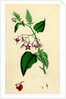 Solanum Dulcamara Woody Nightshade by Anonymous