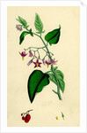 Solanum Dulcamara Woody Nightshade by Anonymous