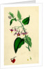 Solanum Dulcamara Woody Nightshade by Anonymous
