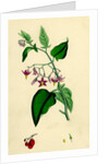 Solanum Dulcamara Woody Nightshade by Anonymous