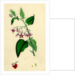 Solanum Dulcamara Woody Nightshade by Anonymous