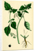 Solanum Nigrum Var. A Black Nightshade by Anonymous