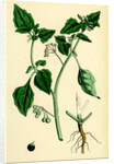 Solanum Nigrum Var. A Black Nightshade by Anonymous
