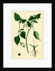 Solanum Nigrum Var. A Black Nightshade by Anonymous