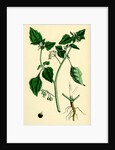 Solanum Nigrum Var. A Black Nightshade by Anonymous
